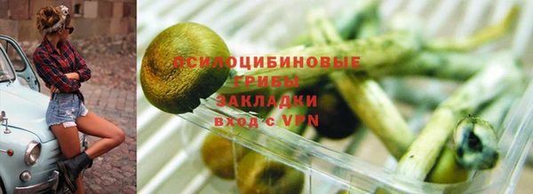 стаф Аркадак